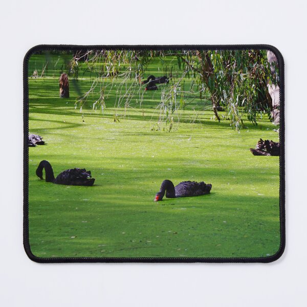 Item preview, Swans Feeding designed and sold by D-GaP.