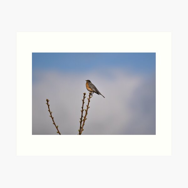 Item preview, Female Robin on top branches designed and sold by Cblifeisgood.