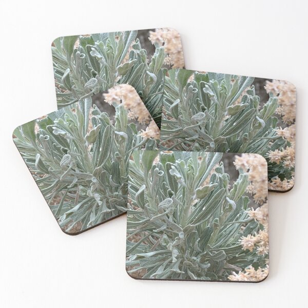 Item preview, Desert Plants designed and sold by Betsy Phillips.
