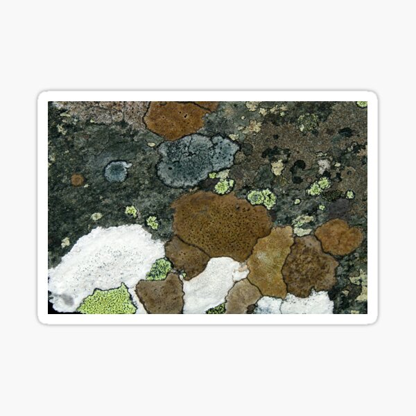 Item preview, lichen designed and sold by KathleenDawson.