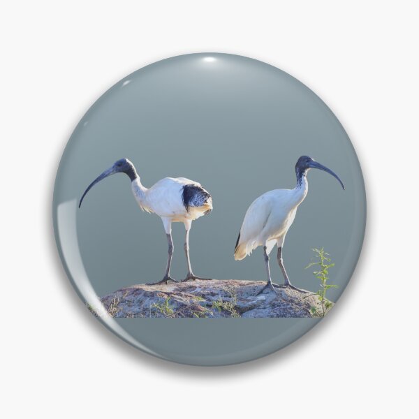 Item preview, Australian White Ibis designed and sold by STHogan2.
