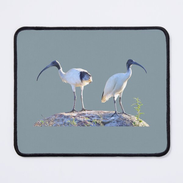 Item preview, Australian White Ibis designed and sold by STHogan2.