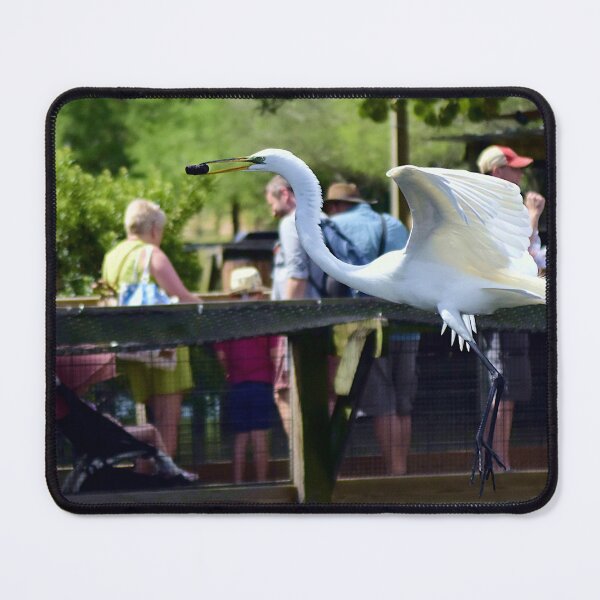 Item preview, Great White Egret  designed and sold by MercerImages.