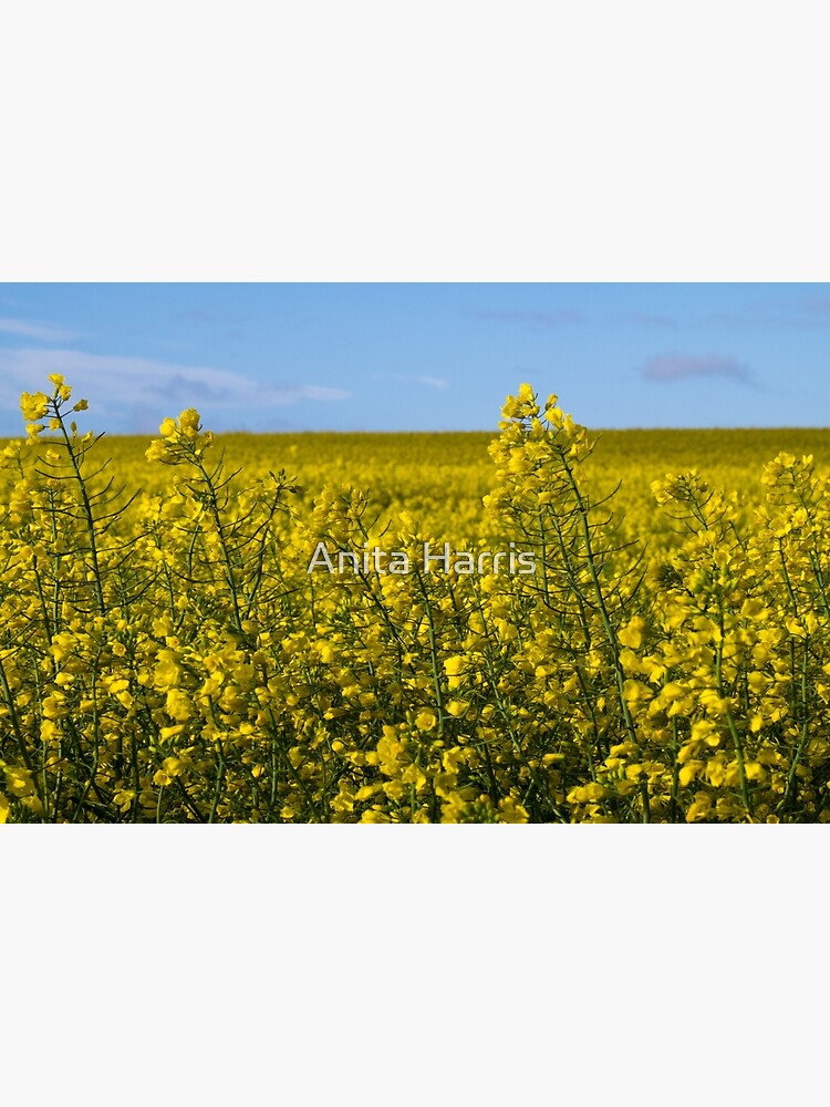 Yellow by plasticflower