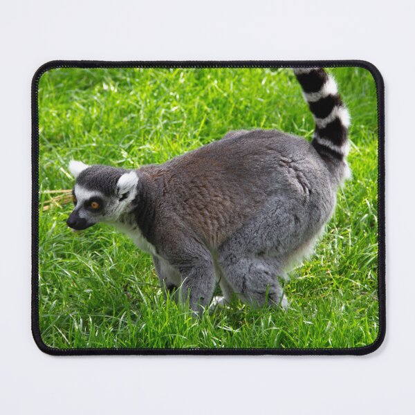 Item preview, Lemur - large designed and sold by JRFotography.