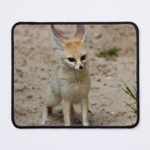 Item preview, Fennec fox 2 designed and sold by JRFotography.