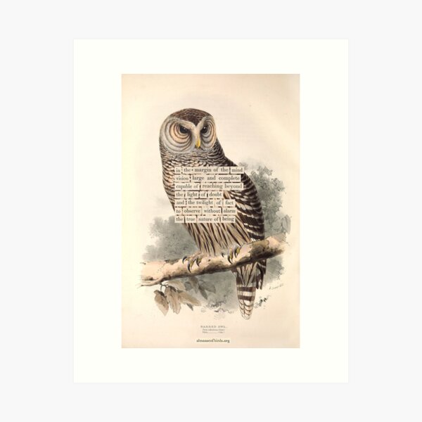 Vista previa del artículo con la obra «Adivinación de aves: Búho barrado (almanacofbirds.org)», diseñado y vendido por mariapopova.
