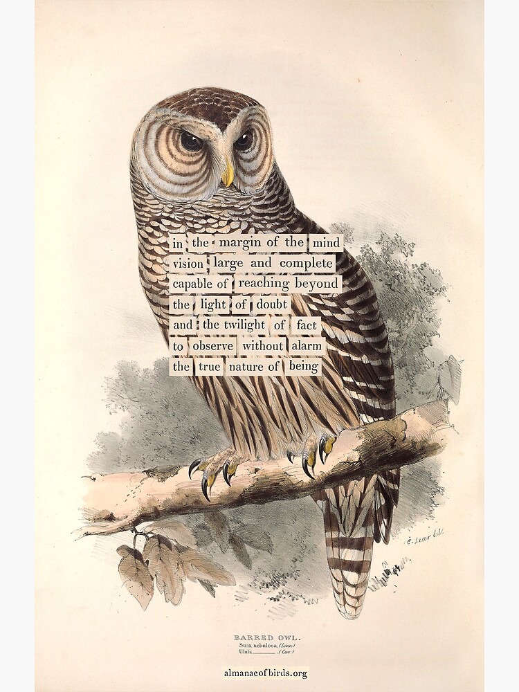 Thumbnail 2 of 2, Greeting Card, Bird Divination: Barred Owl (almanacofbirds.org) designed and sold by mariapopova.