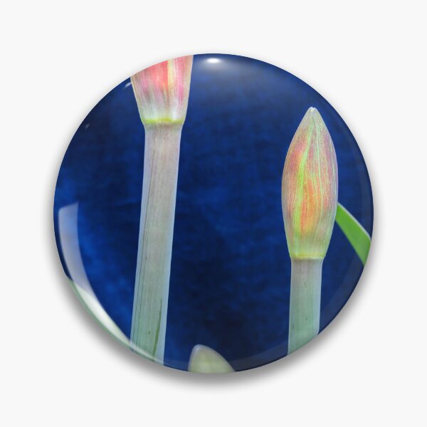 Item preview, Sweet Lillian Amaryllis Buds X190 designed and sold by RichFrancoCars.