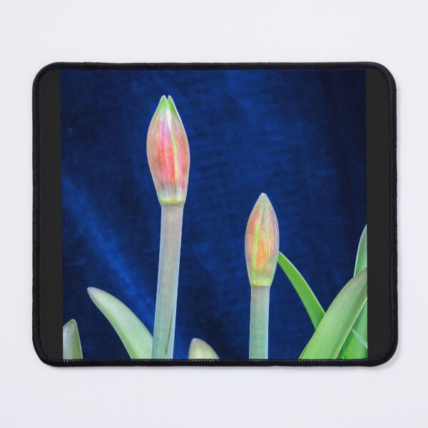 Item preview, Sweet Lillian Amaryllis Buds X190 designed and sold by RichFrancoCars.
