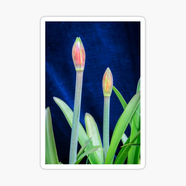 Item preview, Sweet Lillian Amaryllis Buds X190 designed and sold by RichFrancoCars.