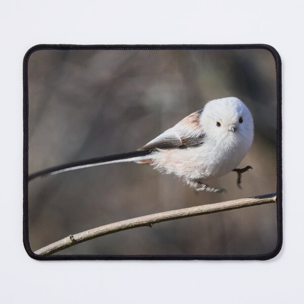 Item preview, The jump. Long-tailed tit Gray series 3 designed and sold by Jouko Lehto Photography.