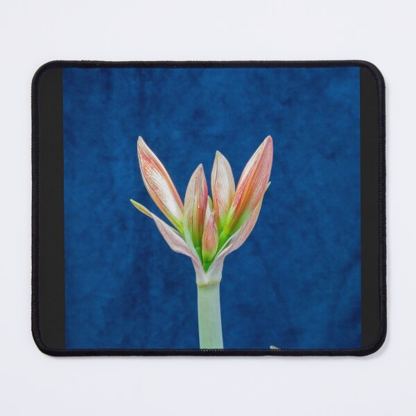 Item preview,  Sweet Lillian Amaryllis Buds X192 designed and sold by RichFrancoCars.
