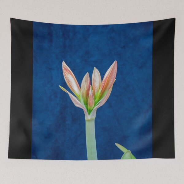 Item preview,  Sweet Lillian Amaryllis Buds X192 designed and sold by RichFrancoCars.