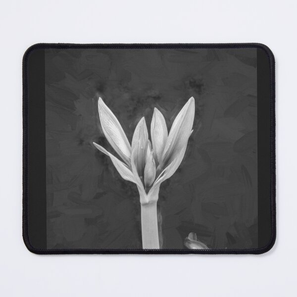 Item preview, Sweet Lillian Amaryllis Buds X193 designed and sold by RichFrancoCars.