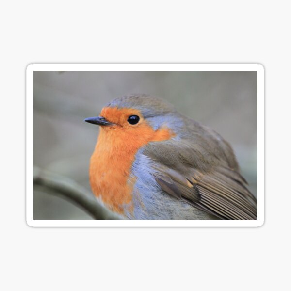 Robin at Conwy Sticker