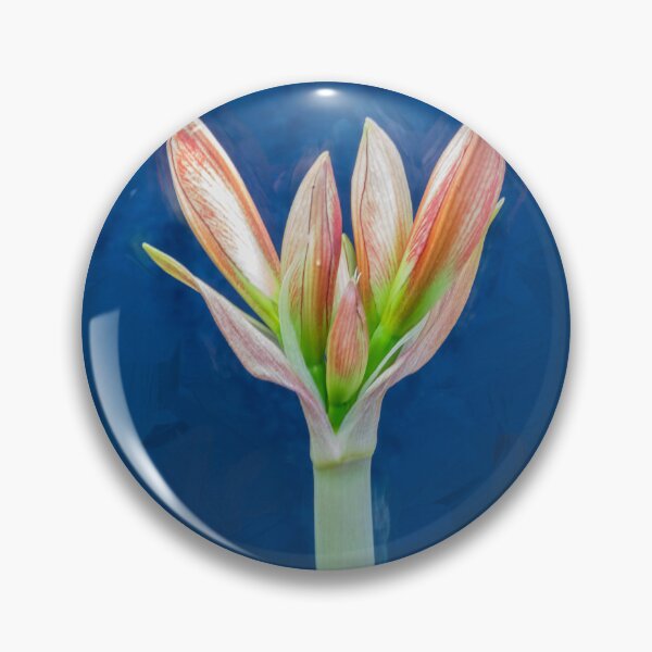Item preview, Sweet Lillian Amaryllis Buds X194 designed and sold by RichFrancoCars.