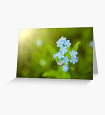 Unique blue forget-me-not flowers close up Greeting Card