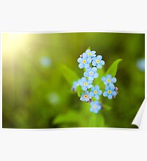 Unique blue forget-me-not flowers close up Poster