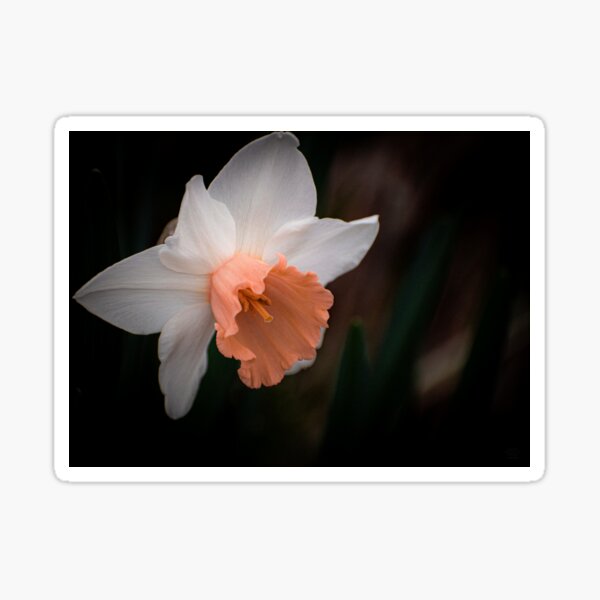 Item preview, Echo of Spring designed and sold by Hazardous Dreams Media.