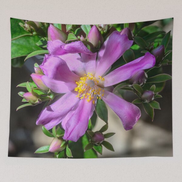 Item preview, Desert Rose Cactus X104 designed and sold by RichFrancoCars.