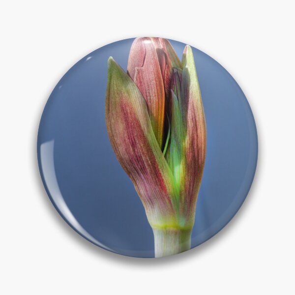Item preview, Sweet Lillian Amaryllis Buds X400 designed and sold by RichFrancoCars.