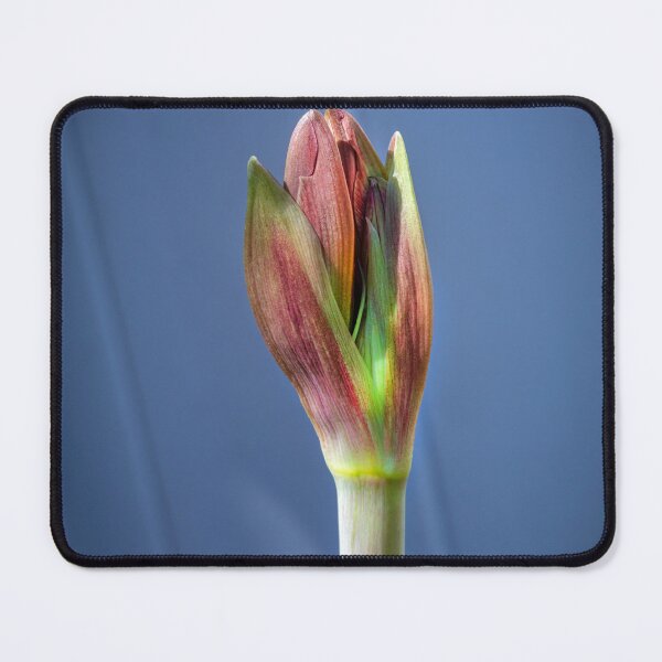 Item preview, Sweet Lillian Amaryllis Buds X400 designed and sold by RichFrancoCars.