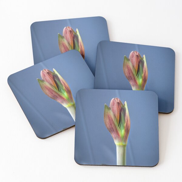 Item preview, Sweet Lillian Amaryllis Buds X400 designed and sold by RichFrancoCars.