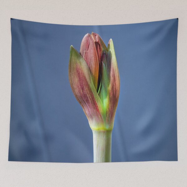 Item preview, Sweet Lillian Amaryllis Buds X400 designed and sold by RichFrancoCars.