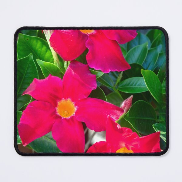 Item preview, Red Mandevilla Flower Vine X205 designed and sold by RichFrancoCars.