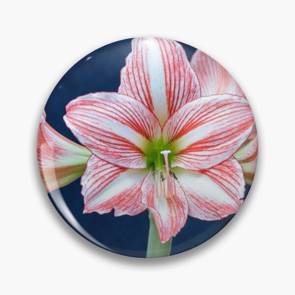 Item preview, Sweet Lillian Amaryllis X405 designed and sold by RichFrancoCars.