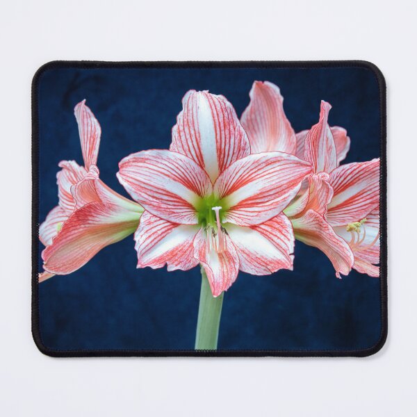 Item preview, Sweet Lillian Amaryllis X405 designed and sold by RichFrancoCars.