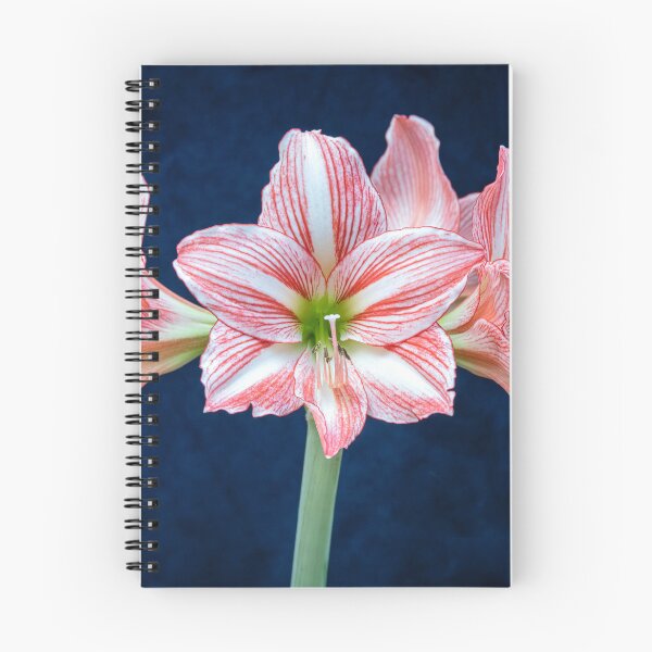 Item preview, Sweet Lillian Amaryllis X405 designed and sold by RichFrancoCars.