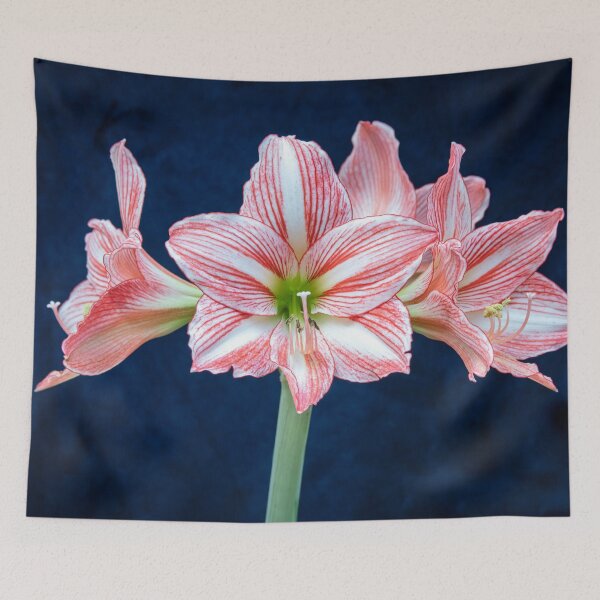 Item preview, Sweet Lillian Amaryllis X405 designed and sold by RichFrancoCars.