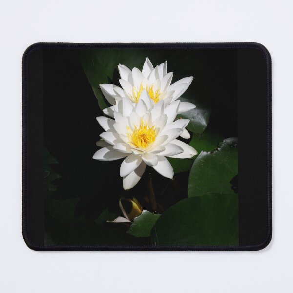 Item preview, Duet of beautiful water lilies sun lighted in a shadowed water.background. designed and sold by Maryna Gumenyuk.
