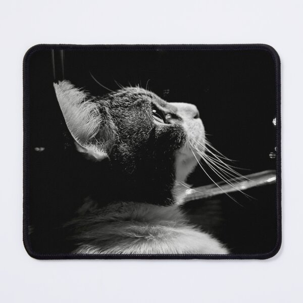 Aperçu de l'œuvre Portrait de chat noir et blanc – Moody Tabby regardant vers le haut sous une lumière dramatique créée et vendue par OzzyMac.
