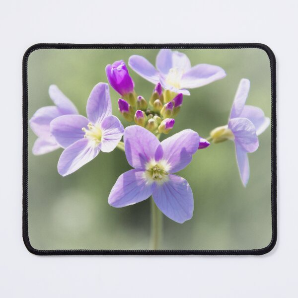 Item preview, Cardamine Pratensis designed and sold by JEZ22.