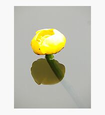 yellow waterlily Photographic Print