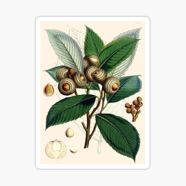 Item preview, Young Acorns designed and sold by 19th Century in Color.