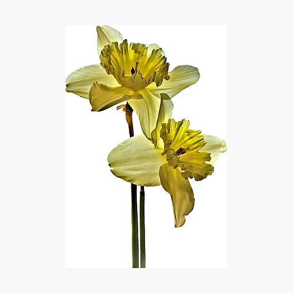 Item preview, Two Backlit Daffodils designed and sold by Susan Savad.