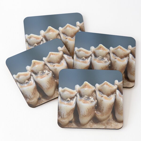 Item preview, Young Buck Teeth designed and sold by Tonia Delozier's Photography .