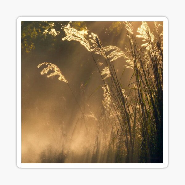 Sunbeams Through the Tall Grass Sticker