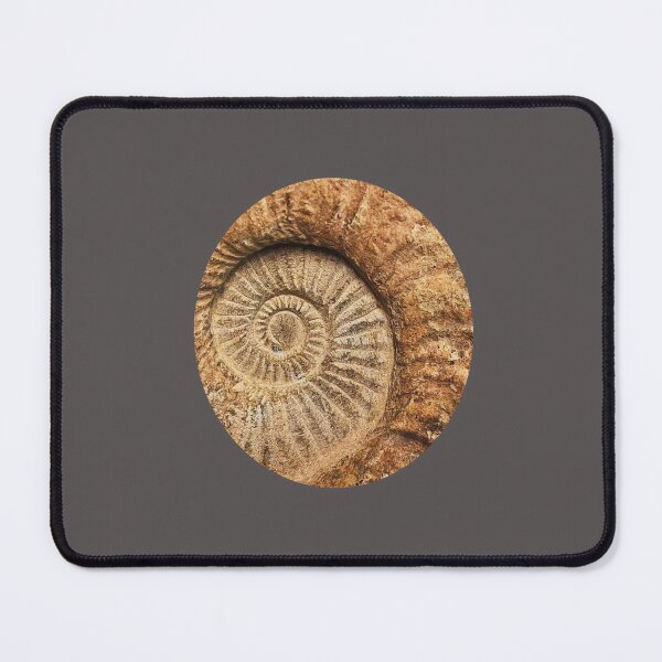 Item preview, Fossil designed and sold by LaPaz361.