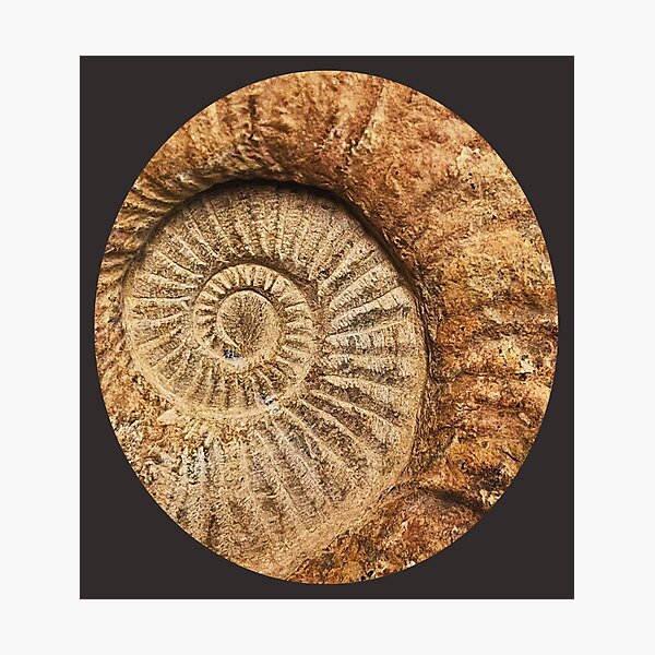 Artikel-Vorschau von Fossil, designt und verkauft von LaPaz361.