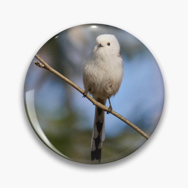 Item preview, Pyrstötiainen (Aegithalos caudatus) - Long-tailed tit designed and sold by Jouko Lehto Photography.