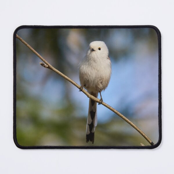 Item preview, Pyrstötiainen (Aegithalos caudatus) - Long-tailed tit designed and sold by Jouko Lehto Photography.