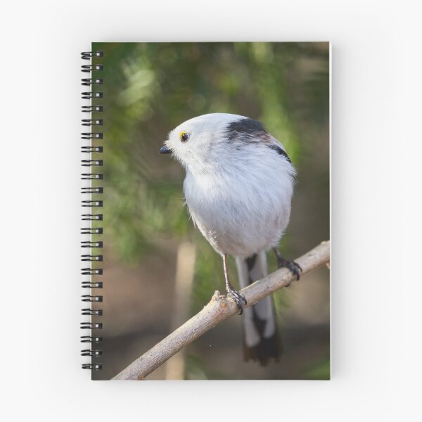 Item preview, Like a hawk. Long-tailed tit designed and sold by Jouko Lehto Photography.