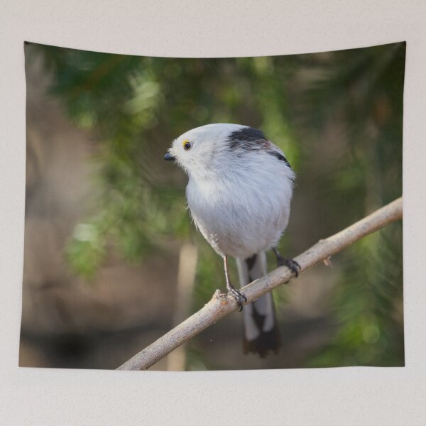 Item preview, Like a hawk. Long-tailed tit designed and sold by Jouko Lehto Photography.