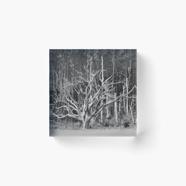 Item preview, Bare Tree Wilderness designed and sold by Cynthia48.