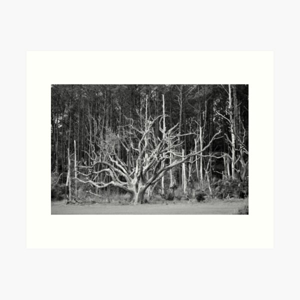 Item preview, Bare Tree Wilderness designed and sold by Cynthia48.